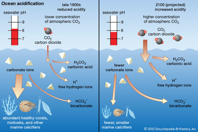 Image result for HOW DOES CLIMATE CHANGE CONTRIBUTE TO THE ACIDIFICATION OF OUR OCEANS